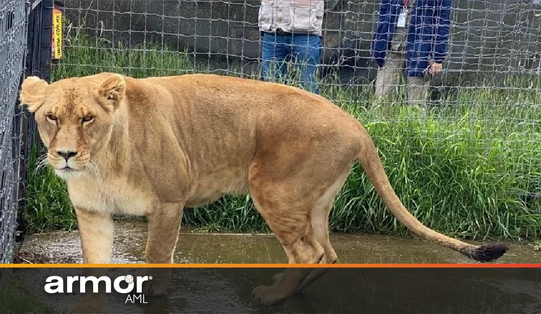 Descongelan cuentas a Jaguar Negro Tigre Blanco; indagan a su fundador por lavado