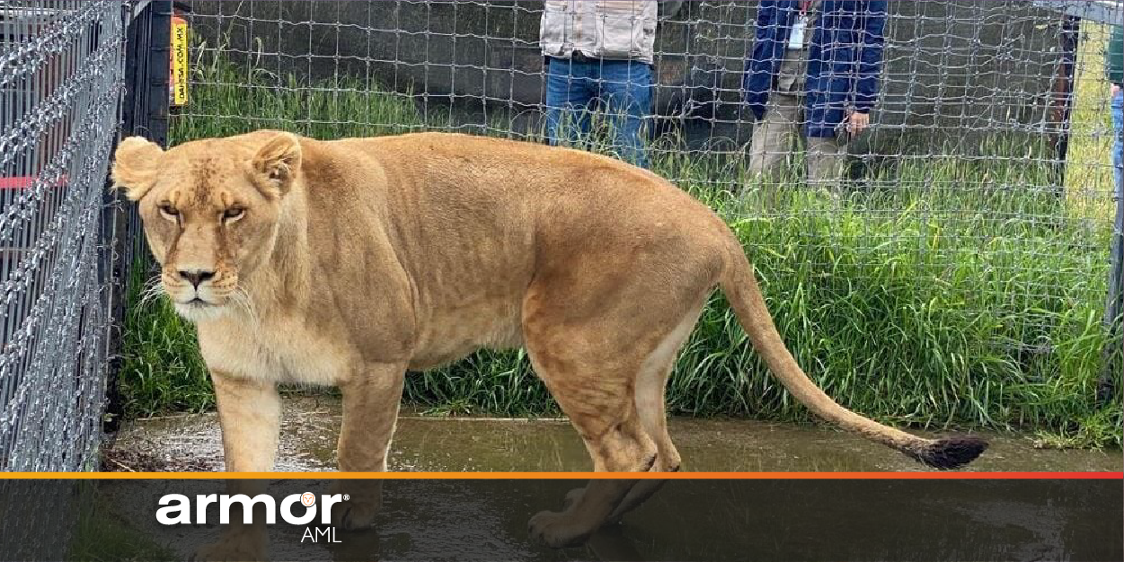 Armor_AML_Sistema de prevencion de lavado de dinero_Descongelan cuentas a Jaguar Negro Tigre Blanco